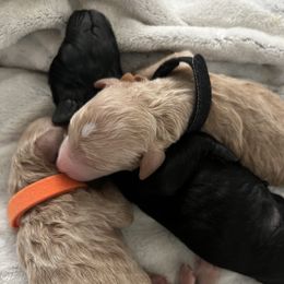 Bernedoodle Puppies from Pyper Bernedoodles SATX