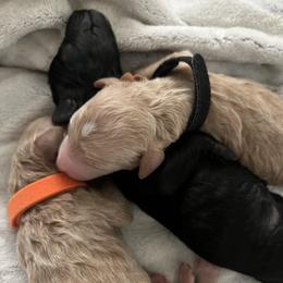 Bernedoodle Puppies from Pyper Bernedoodles SATX