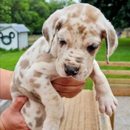 Will - Harlequin male Great Dane puppy in Princeton, Indiana from Phantasm Farms