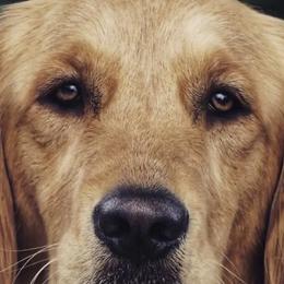 Golden Retrievers from Deseret Peak Goldens