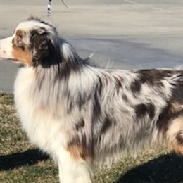 Kit - Australian Shepherd