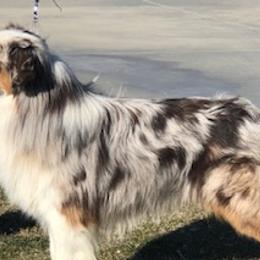 Kit - Australian Shepherd