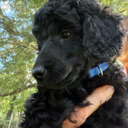 Johnnie - Black male Poodle puppy in Hartselle, Alabama from Phare Poodles