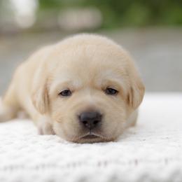 Rocket - Yellow male Labrador Retriever puppy in Allons, Tennessee from UC Labradors LLC