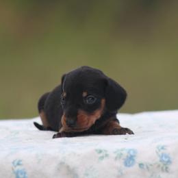 Showgirl - Black and tan female Dachshund puppy in Okeechobee, Florida from Far Far Away Dachshunds