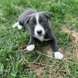 ABCA Smoke - Blue male Border Collie puppy in Lexington, Kentucky from 3-Ring Farms
