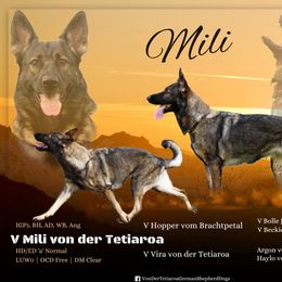 Mili - German Shepherd