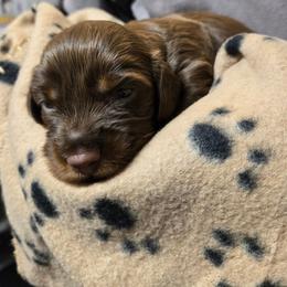 Mars - Chocolate male Dachshund puppy in New Caney, Texas from BouncinMiniWeenies
