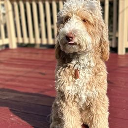 Soni - Goldendoodle