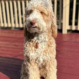 Soni - Goldendoodle