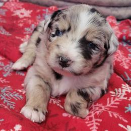 Chipotle - Blue merle female Australian Shepherd puppy in Northfield, New Hampshire from A to Z Australian Shepherds