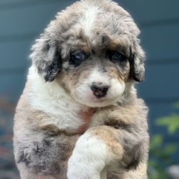 Girl 1 - Merle Double Doodle puppy in Blue Springs, Missouri from Jeanie’s Doodles