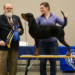 Sam - Black and Tan Coonhound