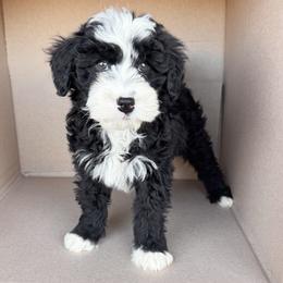 Brady - Black and white male Bernedoodle puppy in Peoria, Arizona from Wroth's Pawsibilities