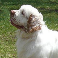 Clumber Spaniels from Shogun Clumber Spaniels