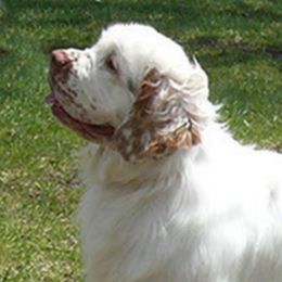Clumber Spaniels from Shogun Clumber Spaniels