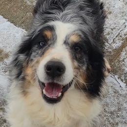 Oakley - Australian Shepherd