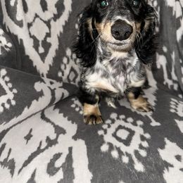 Boy 1 - Black and cream male Dachshund puppy in Turlock, California from Vibrant Dachshunds