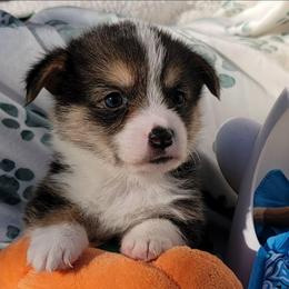 Baby blue bandana boy - Black and tan male Pembroke Welsh Corgi puppy in Cherokee, Oklahoma from MCS Farms-OK