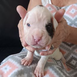 Boy 5 - white - White male Boxer puppy in Morriston, Florida from Like The Wind Boxers