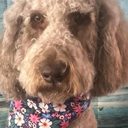 Goldendoodles from Scott’s Country Goldendoodles