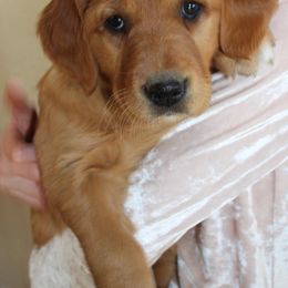 Girl 1 - Golden Retriever puppy from High Plains Goldens