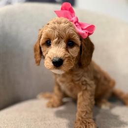 Skye pink - Red  female Goldendoodle puppy in Shingle Springs, California from Creamy Retrievers