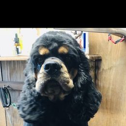Major - Cocker Spaniel
