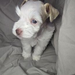 Red and white boy - Parti male Miniature Schnauzer puppy in Calera, Alabama from Burnett Cove Kennels