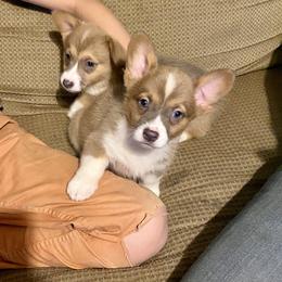 American Corgi and Pembroke Welsh Corgi Puppies from High Hopes Farm