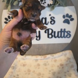 Nash - Gold male Yorkshire Terrier puppy in Clermont, Florida from Bella's Prissy Butts