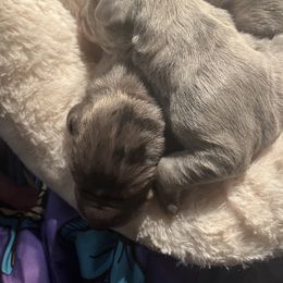 Great Dane Puppies from East Coast Great Danes