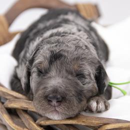 Biscotti - Green Collar - Blue merle male Bernedoodle puppy in Lehi, Utah from Our Little Farm Life Doodles