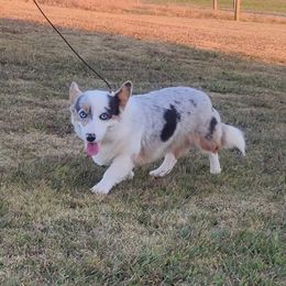 Phoenix - American Corgi