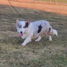 Phoenix - American Corgi