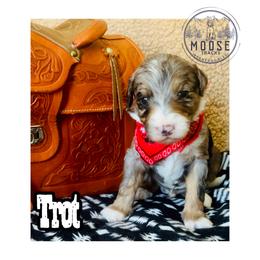 Trot - Merle male Bernedoodle puppy in Belleville, Michigan from Moose Tracks Bernedoodles