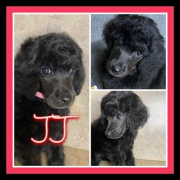 Poodle Puppies from Faksa Standard Poodles