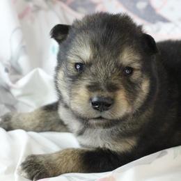 Reti - Green - Agouti and white male Alaskan Malamute puppy in Independence, Virginia from New River Valley Malamutes