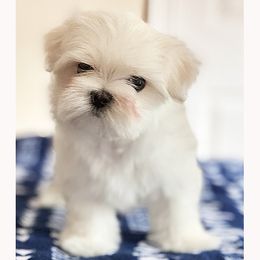 Maltese Puppies from Platinum Dunes Maltese