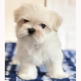Maltese Puppies from Platinum Dunes Maltese