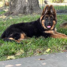 Girl 1 - Black and red female German Shepherd puppy in Stockton, California from Zaragoza German Shepherds