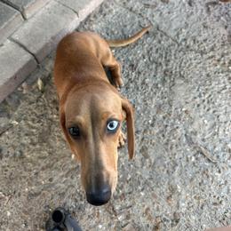 Lemon - staying here - Red female Dachshund puppy in Irving, Texas from DFW Dachshunds by G & S