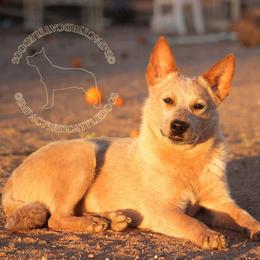 Aes Sedai (AKC) - Australian Cattle Dog