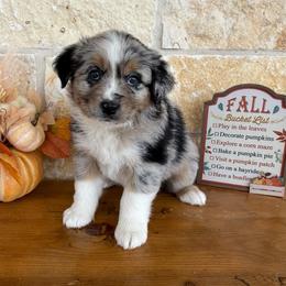 Wren - Blue merle female Miniature Australian Shepherd puppy in Midway, Texas from L Bar W Aussie Ranch