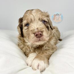 Aussiedoodle and Goldendoodle Puppies from Dandy Doodle Ranch