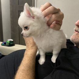 Chihuahuas from Trish Stancil