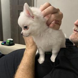 Chihuahuas from Trish Stancil