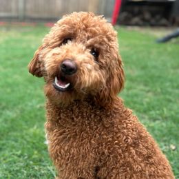 Cooper - Australian Labradoodle