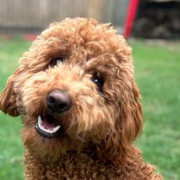 Cooper - Australian Labradoodle