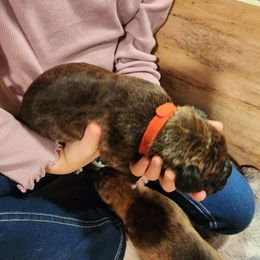 Boxer Puppies from Andrus Family Boxers